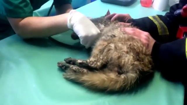 Пожарные спасли кота из горящего здания. смотреть онлайн