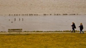 сибирские гуси