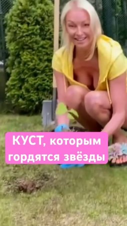 ЛЮБИМЫЙ КУСТ Волочковой, Симоньян и Надежды Бабкиной