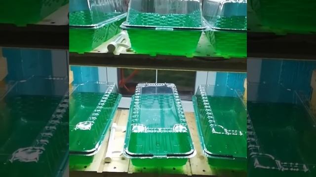 Универсальный проращиватель для семян и рассады