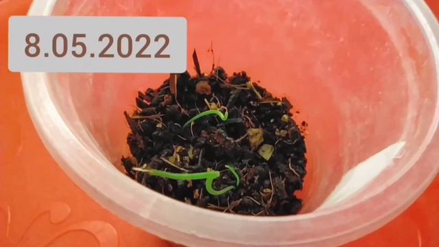 АЛЬБУКА, ДИОСКОРЕЯ ВЫРАЩИВАНИЕ ИЗ СЕМЯН* ПОСАДКА смотреть онлайн