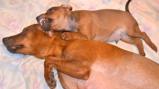 Адвалорем Эвива Найджел Бой смотреть онлайн