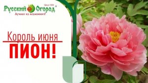 #КОРОЛЬ ИЮНЯ ПИОН - фестиваль цветов в Русском Огороде.