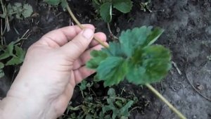 Размножение клубники усами . Какие усы нужно брать для размножения?