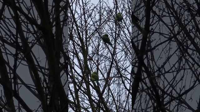 Лондон. Зеленые попугаи. London.  Green parrots.