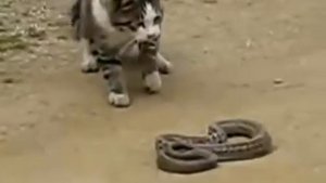 видео про змей для детей смотреть онлайн