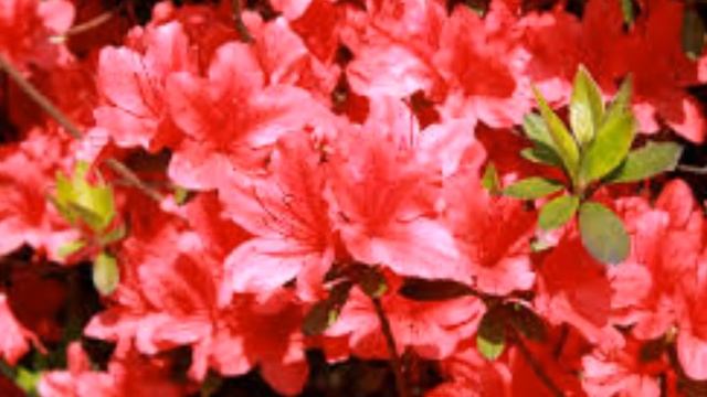 Татарская песня минем очен тугансын смотреть онлайн