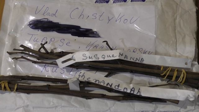 Азимина распаковка черенков супер сортов смотреть онлайн