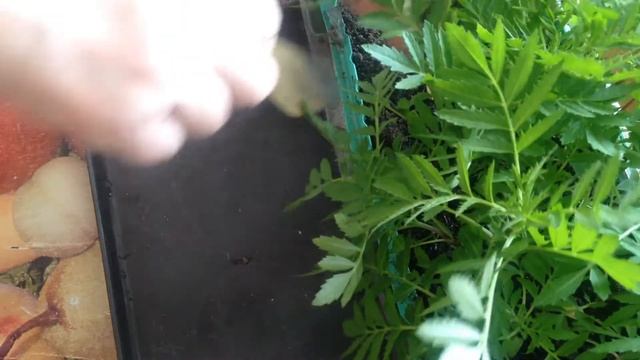 Бархатцы от посева до пикировки. смотреть онлайн