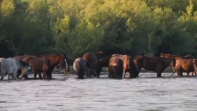 NATURE RELAXITION FILM to relieve stress. Beautiful. Pianos смотреть онлайн