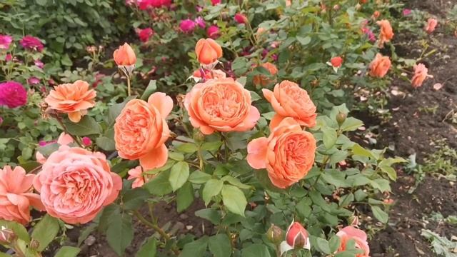 Вся правда о Summer Song. Как вырастить ее красивой. смотреть онлайн