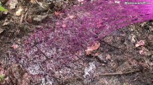 Как добыть червей для рыбалки без лопаты