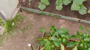 ""Советы Людмила Филаткина""подкормка аммиачной водой как не нужно делать.