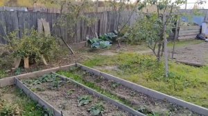 СУПЕР МЕГАТОН В СИБИРИ//ЛУЧШИЕ СОРТА КАПУСТЫ В СИБИРИ