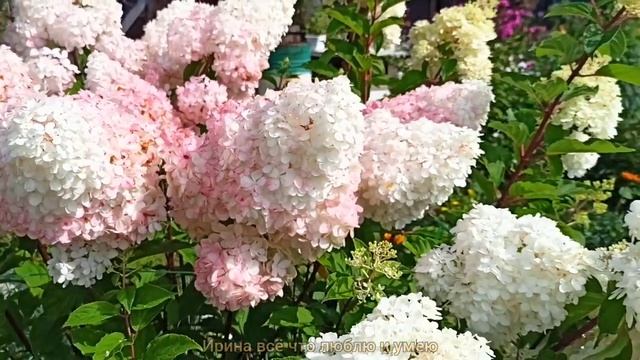 Шикарные  гортензии  в  моëм  саду. Обзор метельчатых  гортензий.