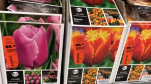 Луковичные в Оби. Тюльпаны,Лилии,Императорские Рябчики.