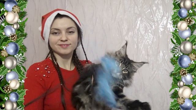 ЛИРИКУМ Жень- Шень 3,5 месяца / шикарный крупный котенок мейн-кун смотреть онлайн