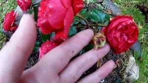 Роза флорибунда  Red Leonardo da Vinci ( Ред Леонардо да Винчи) посадите  обязательно!!!!!!