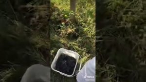 Сбор винограда (Ртвели)все стремятся поучаствовать в этом празднике