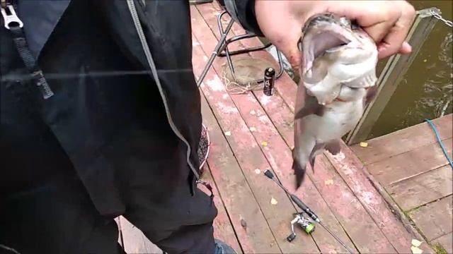 Как ловят форель новинки от Cool Place? Приманки с "блестяшкой". Поимки на спорт зоне.Клёвое место смотреть онлайн