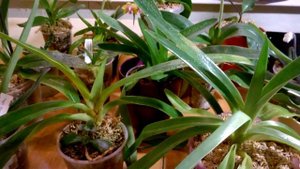 ПАФИОПЕДИЛУМ _ ОСНОВЫ УХОДА ЗА ЛЮБЫМИ ЕГО СОРТАМИ _