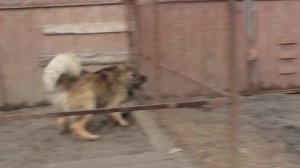 Кавказская овчарка Корунд. Охрана территории.