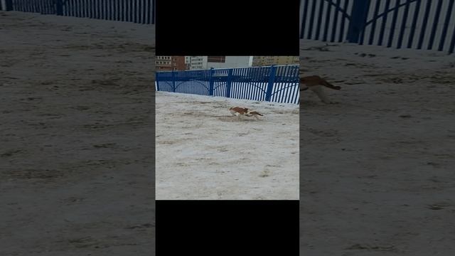 Собачья площадка, собаки: Щенок гончей 7 месяцев, той-терьер, басенджи 1 год. смотреть онлайн