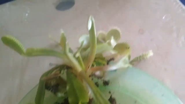 Венерина мухоловка Дионея muscipula смотреть онлайн