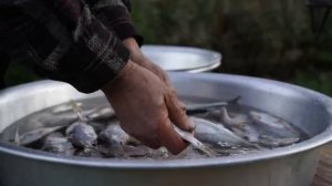Простой способ консервирования рыбы Азербайджанская Кухня Деревенская Кухня  Рецепты