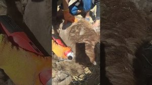 Kaison 500 машинка для стрижки овец. 3200об в мин 500 ватт agrolan.ru