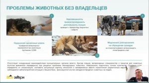 Цифровизация учета домашних животных и новые способы формирования ответственности bNvLGw1P9dw 1280x7