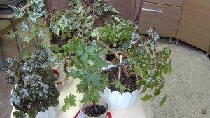 Комнатные цветы-бегонии. Бегонии каудексные. Обзор цветов.