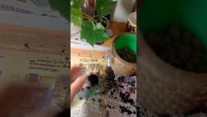 Бегония перевалка. Бегония пересадка зимой.