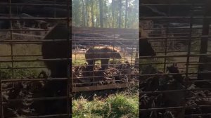 медведь в Дюртюлях