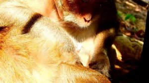 Million Comfort Monkey Grooming , ASMR Grooming Monkey Look So Lovely
