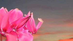 Цикламен в доме! Приметы и суеверия о Цикламене