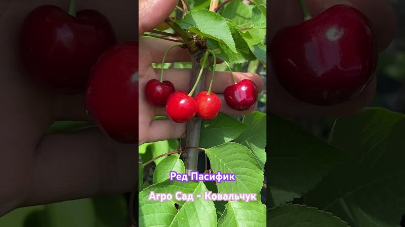 Черешня Ред Пасифик - Агро Сад 2024