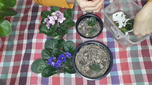 Menekşe çiçeği bakımı, sulanması ve çiçek açtırılması. смотреть онлайн