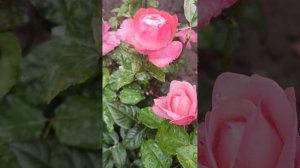 rose Bruno Perpoint after the rain# троянда Бруно Перпойнт після дощу