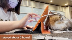 Timeless cafés + Workday in cat café - Paris in Tokyo