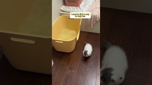 ДомашниеПитомцы