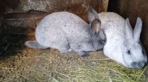 Кролики полтавское серебро. Самка знакомится с самцом.