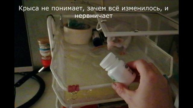 Крышки - учим крысу работать ручками