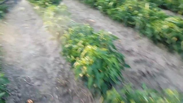 Самодельные опрыскиватель