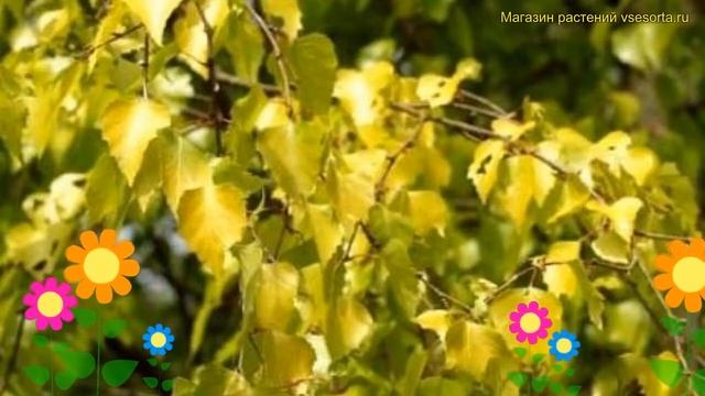 Береза повислая Шневердингер Голдбирк. Краткий обзор betula pendula Schneverdinger Goldbirke