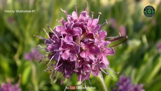 Most profitable Medicinal Plants farming in India | Medicinal Plants Cultivation Business