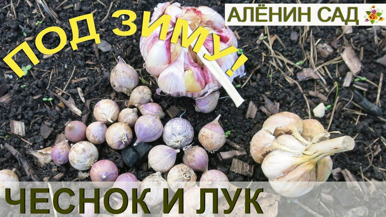 ТОНКОСТИ ПОСАДКИ ЧЕСНОКА / Сажаем озимый лук и чеснок!
