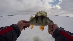 Окунёвый лифт