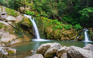 Расслабляющее пение птиц у красивого лесного ручья для снятия стресса ✦ Relax ✦ Sounds Of The Forest
