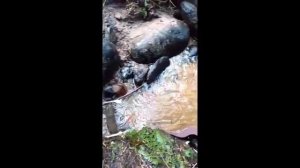 Разведка аллювиальных россыпей. Mining in small creek